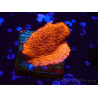 WYSIWYG Montipora rosso crescita rossa