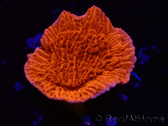 WYSIWYG Montipora Plateau Rosso