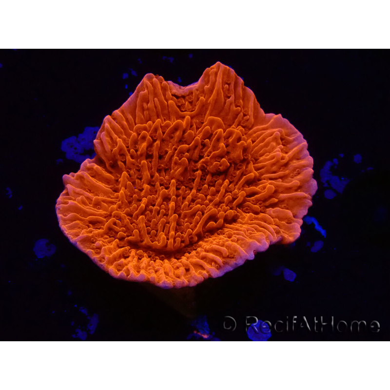 WYSIWYG Montipora Meseta Roja