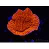 WYSIWYG Montipora Plateau Rosso