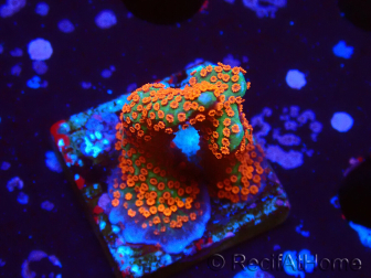 WYSIWYG Montipora digitata 1R3