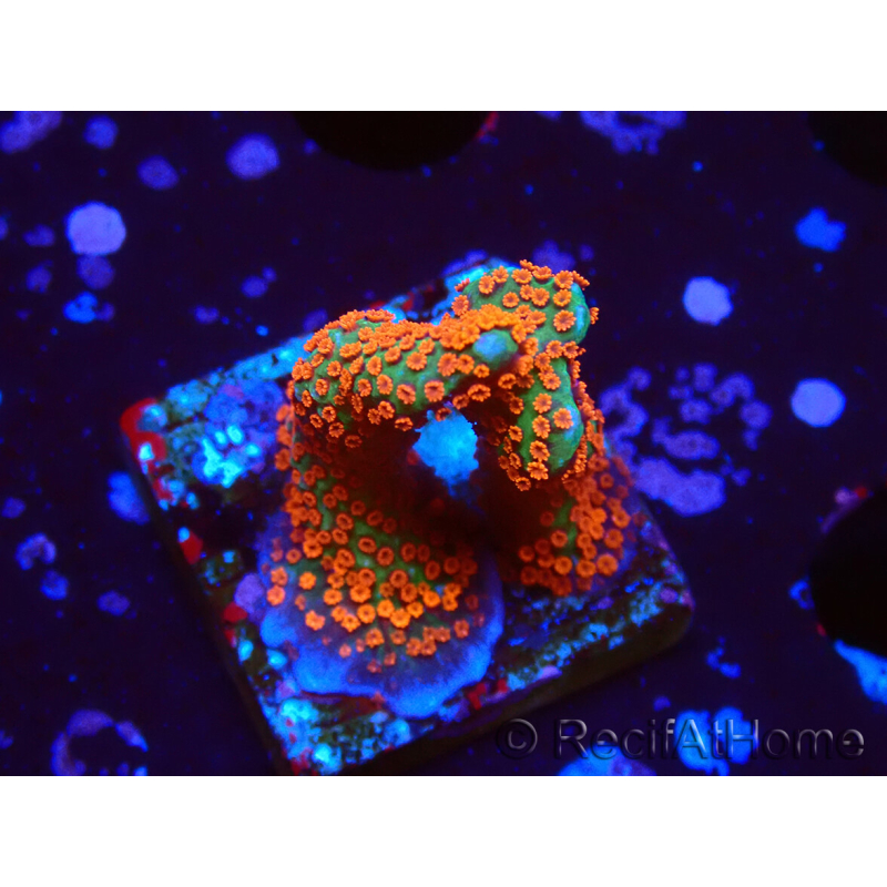 WYSIWYG Montipora digitata 1R3