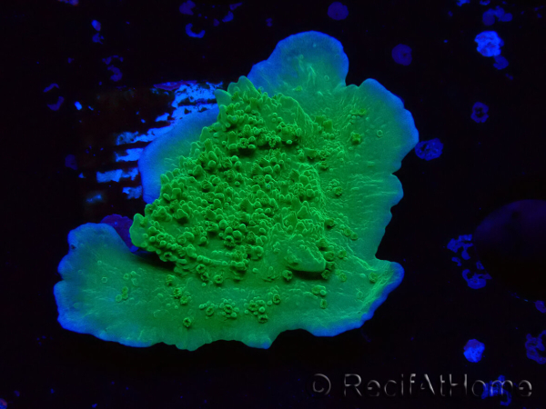 WYSIWYG Montipora Apfelgrün Plateau