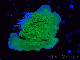 WYSIWYG Green Apple Montipora Plateau