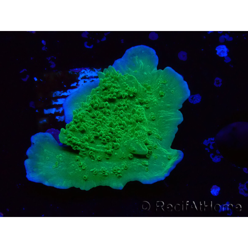 WYSIWYG Montipora Meseta Verde Manzana