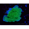WYSIWYG Montipora Apfelgrün Plateau