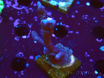 WYSIWYG Montipora Polype Violet 1U2