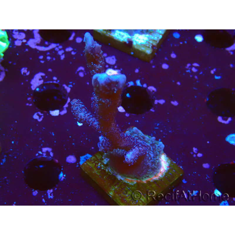 WYSIWYG Montipora Polype Violet