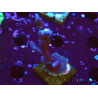 WYSIWYG Montipora Polype Violet