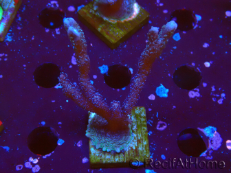 WYSIWYG Montipora Polype Violet 1U3
