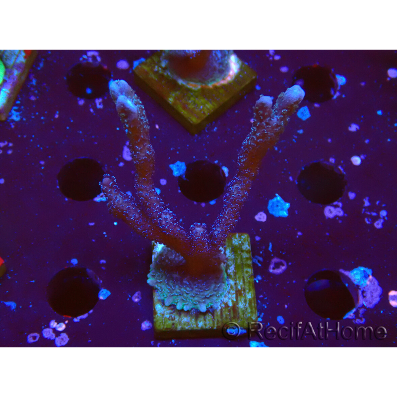 WYSIWYG Montipora Polype Violet