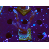 WYSIWYG Montipora Polype Violet