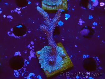 WYSIWYG Montipora Polype Violet