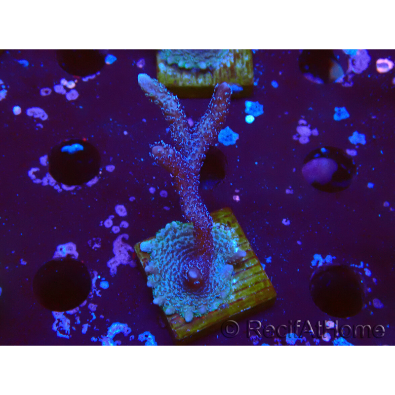 WYSIWYG Montipora Polype Violet