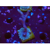 WYSIWYG Montipora Polype Violet 1U4