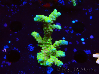 WYSIWYG - AK Goldenrod Anacropora