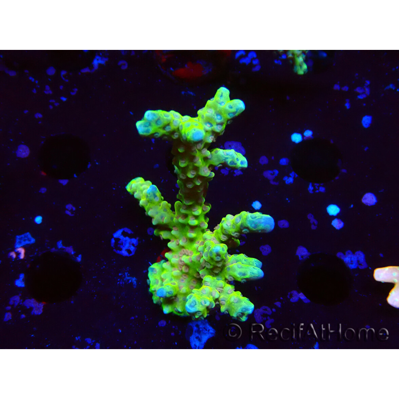WYSIWYG - AK Goldenrod Anacropora 1W3