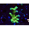 WYSIWYG - AK Goldenrod Anacropora 1W3