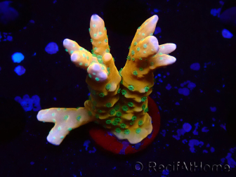 WYSIWYG - MH Tropicana Anacropora