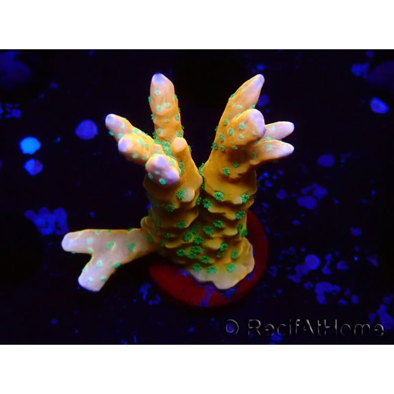 WYSIWYG - MH Tropicana Anacropora