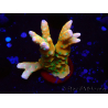 WYSIWYG - MH Tropicana Anacropora