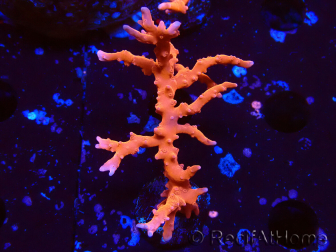 WYSIWYG - JF TNT Anacropora 1Y4