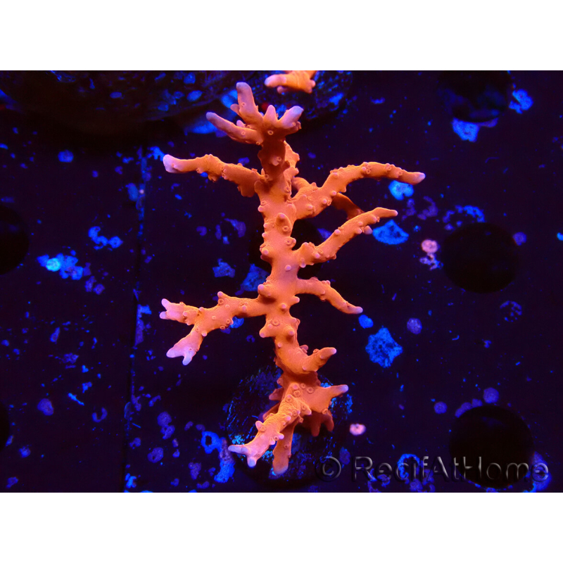 WYSIWYG - JF TNT Anacropora 1Y4