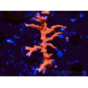 WYSIWYG - JF TNT Anacropora 1Y4