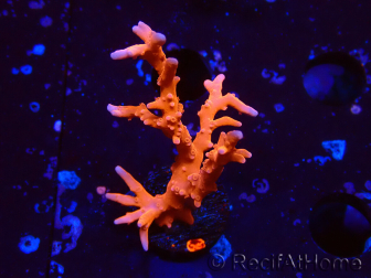 WYSIWYG - JF TNT Anacropora 1Y6