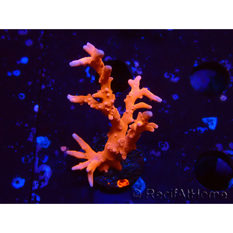 WYSIWYG - JF TNT Anacropora