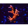 WYSIWYG - JF TNT Anacropora