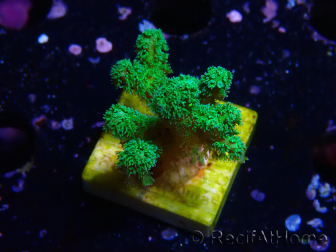WYSIWYG Pocillopora damicormis jaune vert 1B2