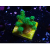 WYSIWYG Pocillopora damicormis jaune vert