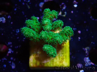 WYSIWYG Pocillopora damicornis yellow green