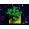 WYSIWYG Pocillopora damicornis gelbgrün
