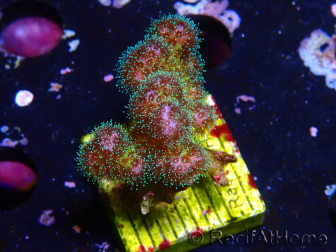 WYSIWYG Pocillopora damicornis pink