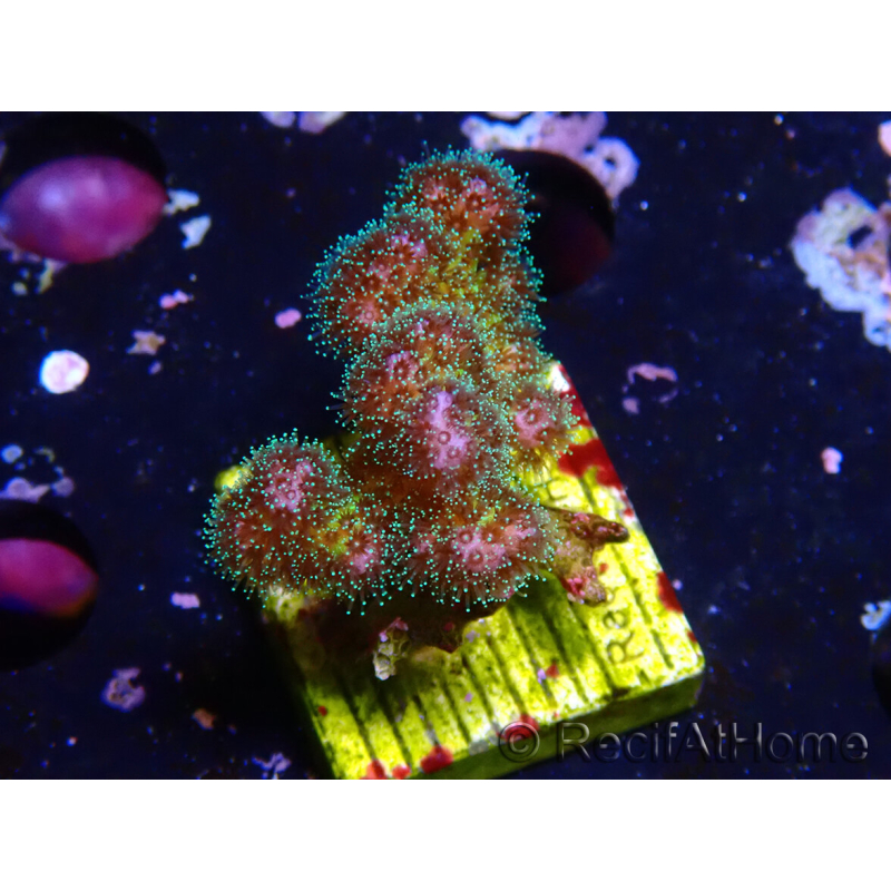 WYSIWYG Pocillopora damicornis rosa