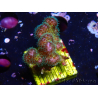 WYSIWYG Pocillopora damicornis rose 1C2