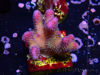 WYSIWYG Stylophora pistillata Rosa