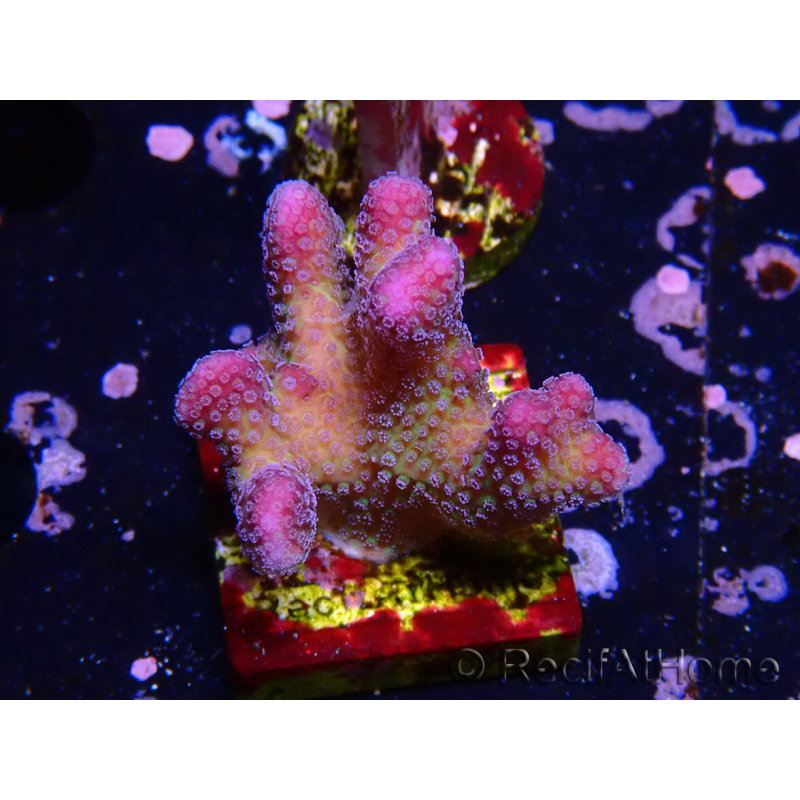 WYSIWYG Stylophora pistillata Rosa