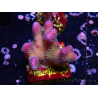 WYSIWYG Stylophora pistillata Pink 1F1