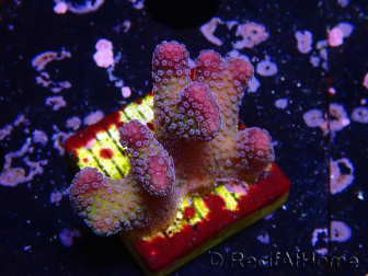 WYSIWYG Stylophora pistillata Pink