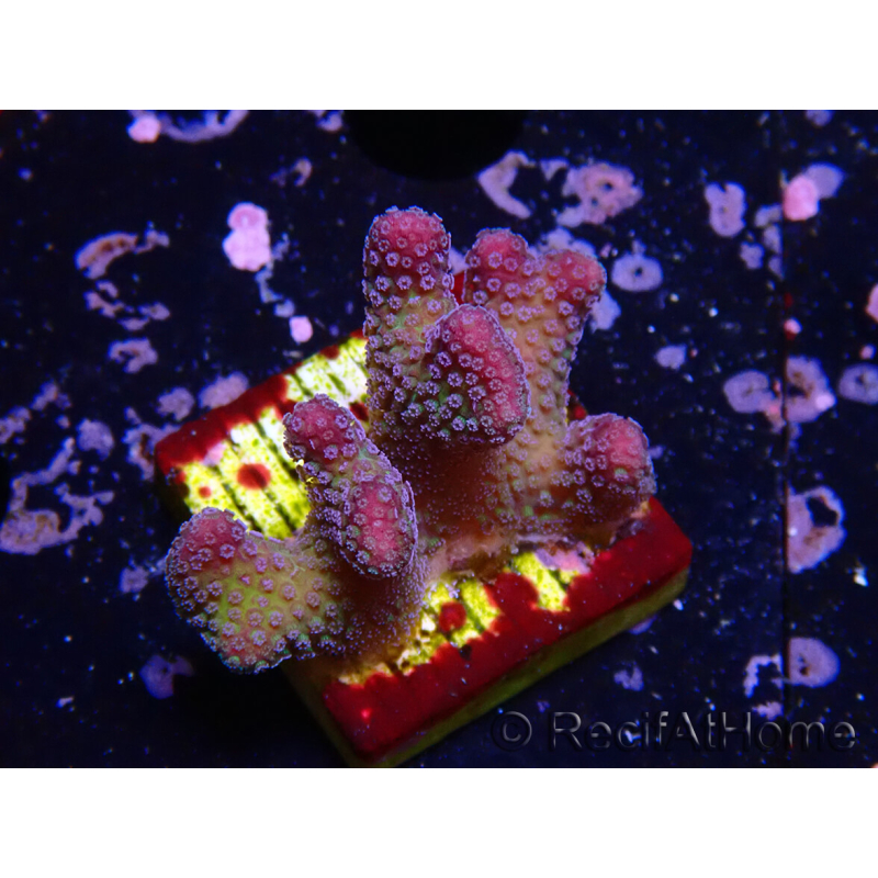 WYSIWYG Stylophora pistillata Rosa