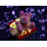WYSIWYG Stylophora pistillata Rosa