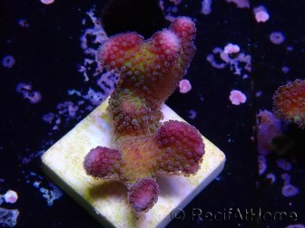 WYSIWYG Stylophora pistillata Pink