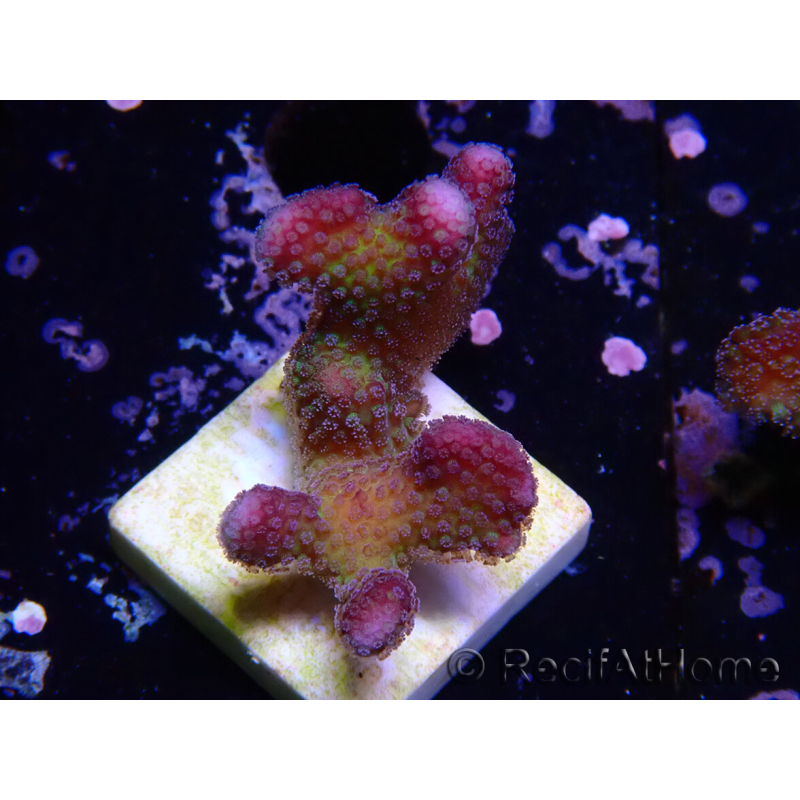 WYSIWYG Stylophora pistillata Rosa