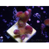 WYSIWYG Stylophora pistillata Pink 1F3
