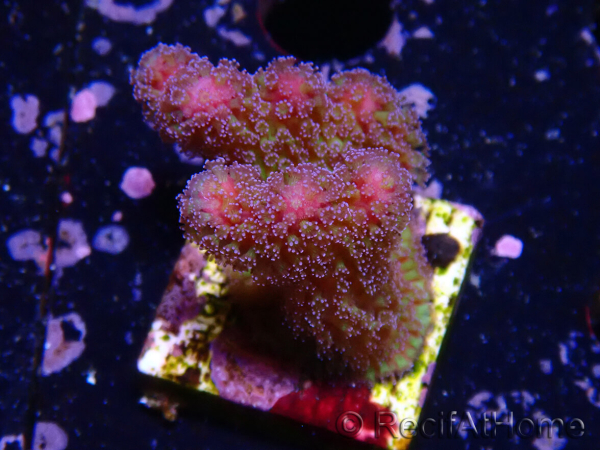 WYSIWYG - Stylophora Pink and Green Bush