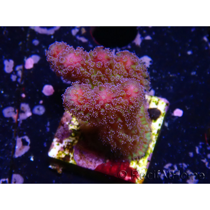 WYSIWYG - Stylophora Arbusto Rosa y Verde