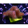 WYSIWYG - Stylophora Pink und Green Bush